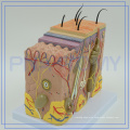 PNT-0552 Promotional Model of the Human Skin Of New Structure